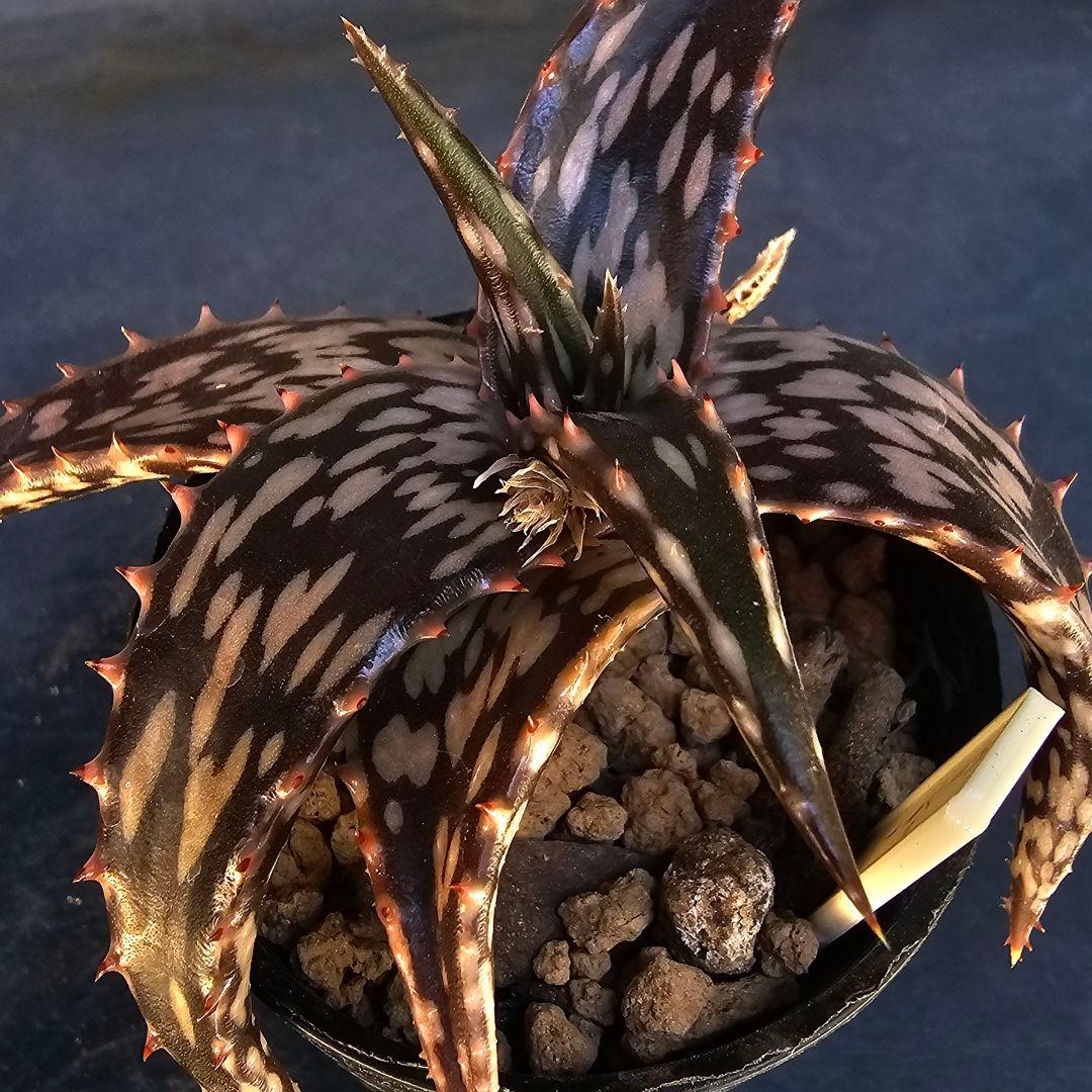 速達発送☆多肉植物 アロエ属 ヘミンギー