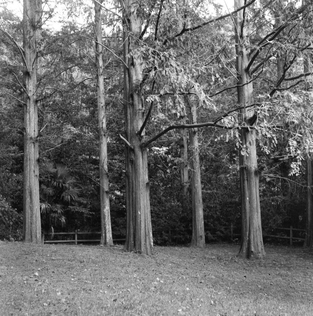 【作例あり】動作品　Minolta Autocord　二眼レフ