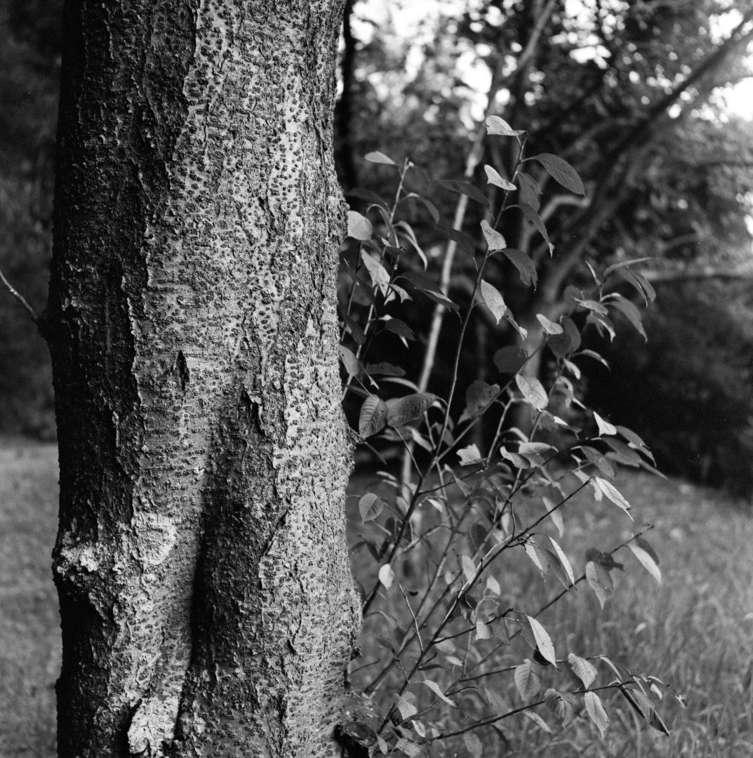 【作例あり】動作品　Minolta Autocord　二眼レフ