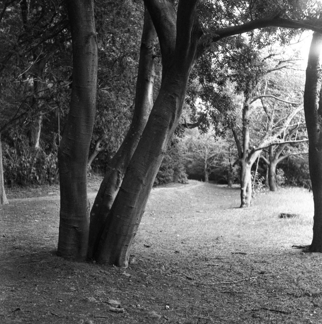 【作例あり】動作品　Minolta Autocord　二眼レフ