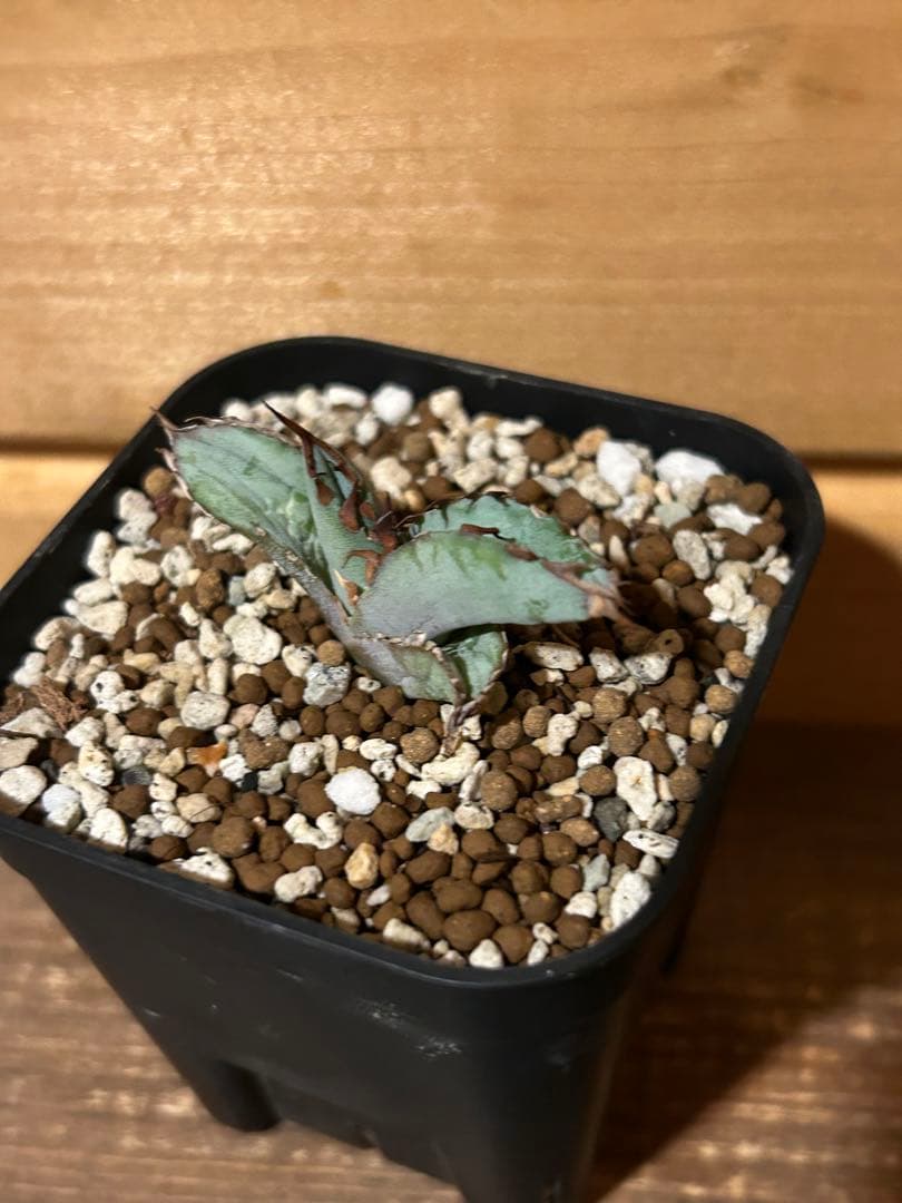 アガベ　チタノタ　ビースト　カクタスグリーン産　カット苗　微発根済み