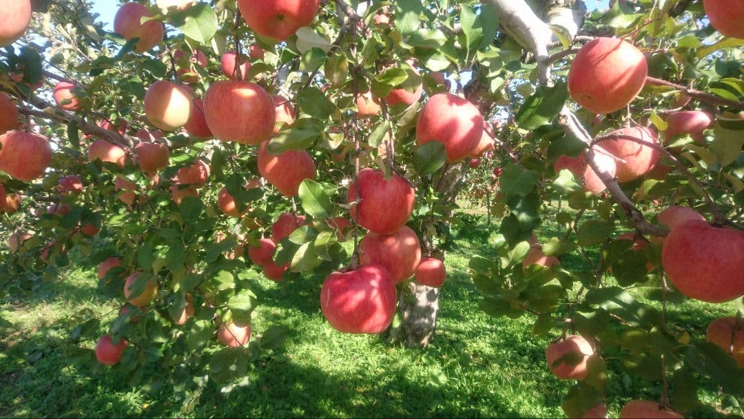 みーちゃん 長野県産 サンふじ 家庭用 約１１kg&５袋