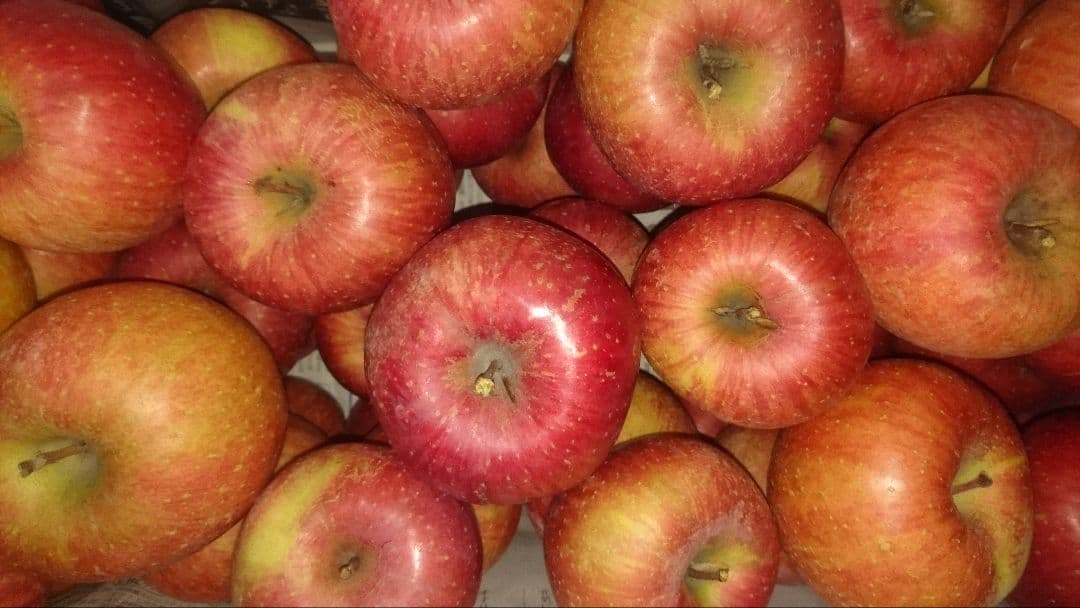 みーちゃん 長野県産 サンふじ 家庭用 約１１kg&５袋