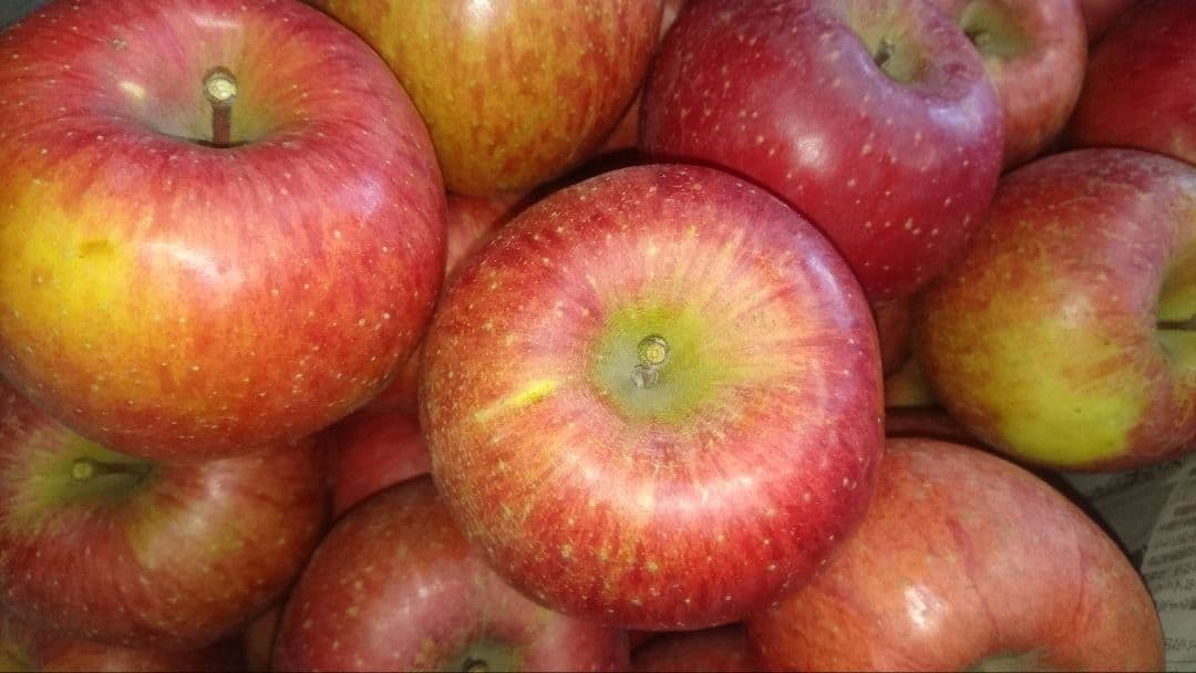 みーちゃん 長野県産 サンふじ 家庭用 約１１kg&５袋