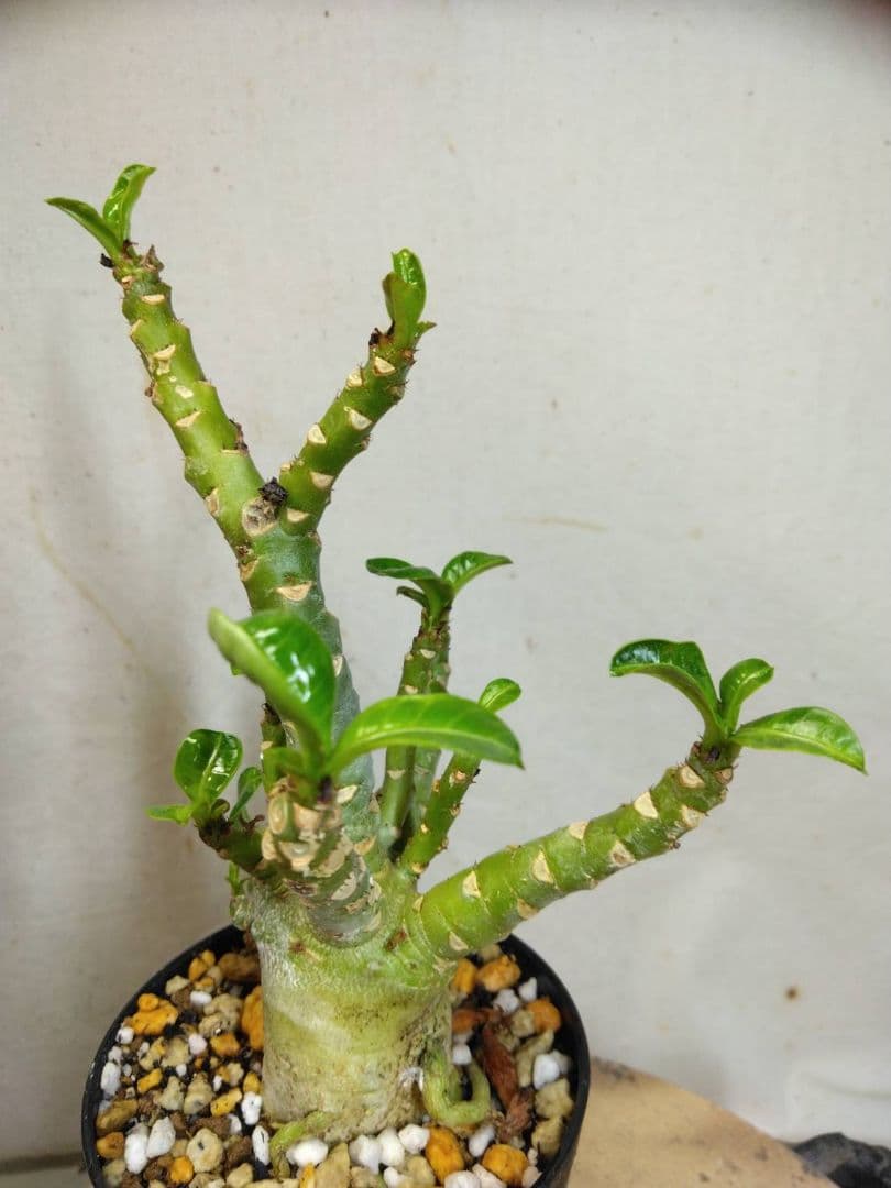 ゴードン様　メデューサ5本　らくらくメルカリ便RNL64