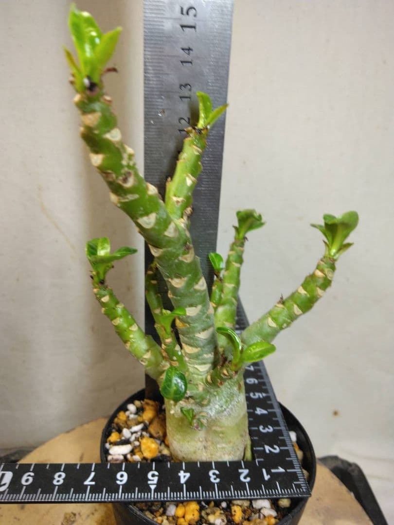 ゴードン様　メデューサ5本　らくらくメルカリ便RNL64