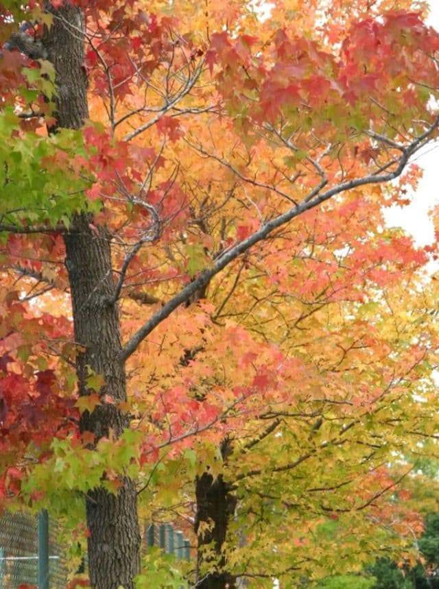 CANON　EOS　10D　初心者デビュー　キャノン　一眼レフ　広角から中望遠