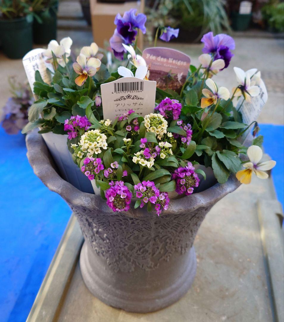 寄せ植え花　すみれ図鑑　あ美ページ