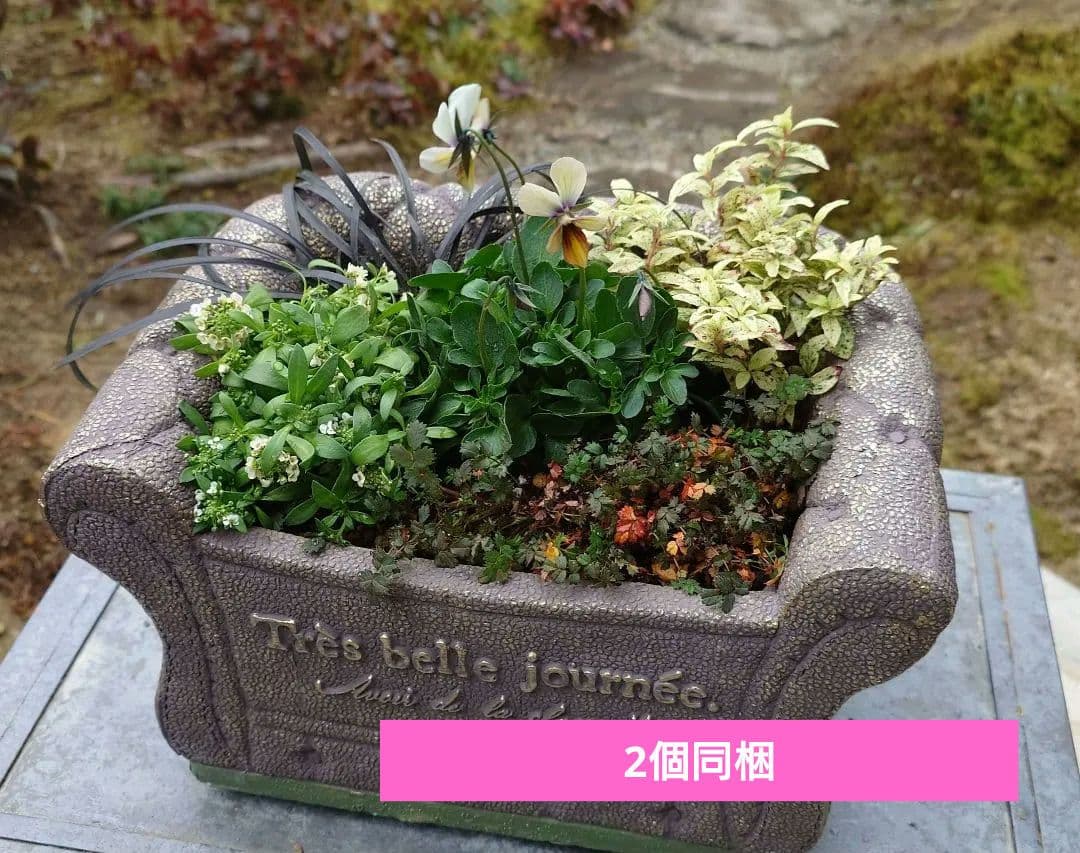 寄せ植え花　すみれ図鑑　あ美ページ