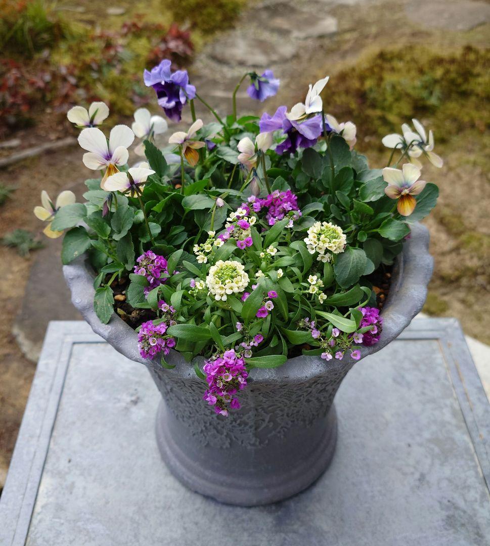 寄せ植え花　すみれ図鑑　あ美ページ