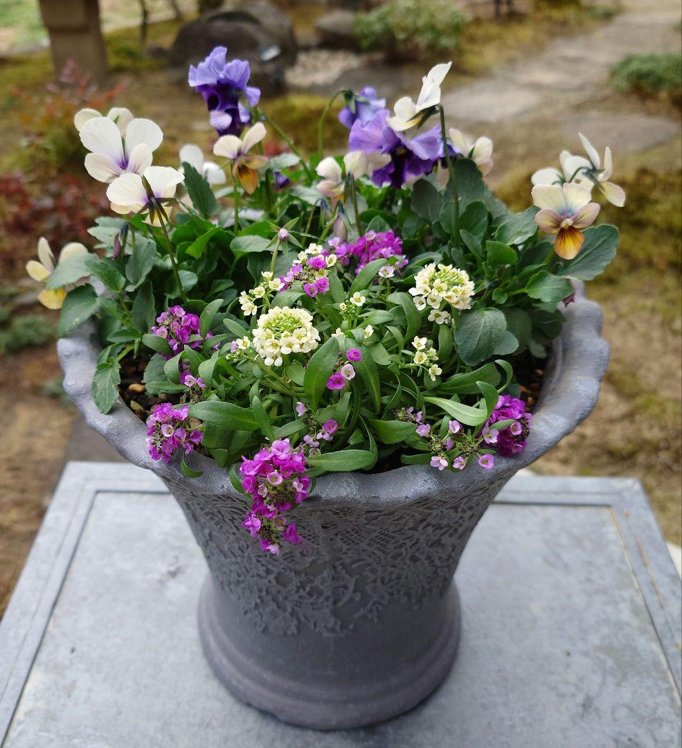 寄せ植え花　すみれ図鑑　あ美ページ