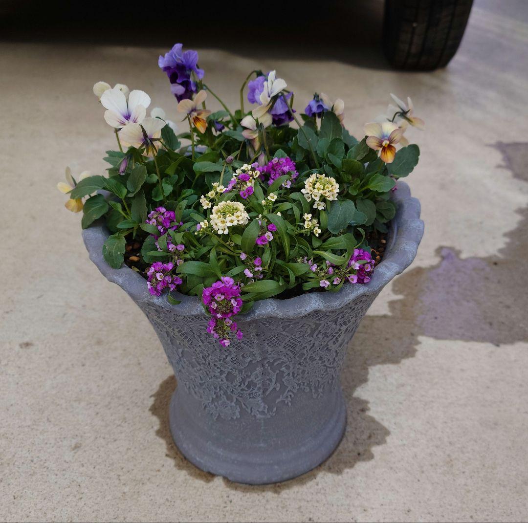 寄せ植え花　すみれ図鑑　あ美ページ