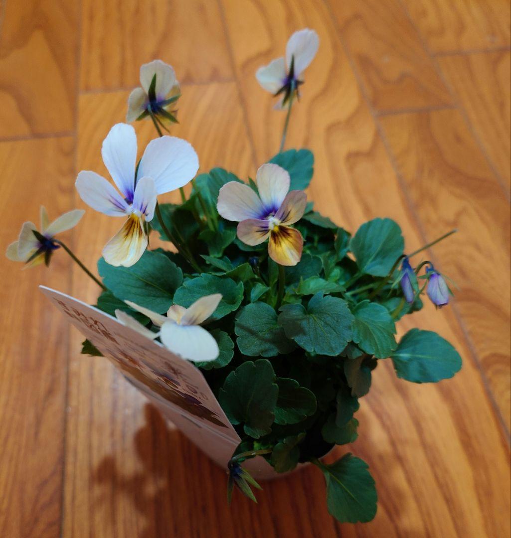 寄せ植え花　すみれ図鑑　あ美ページ