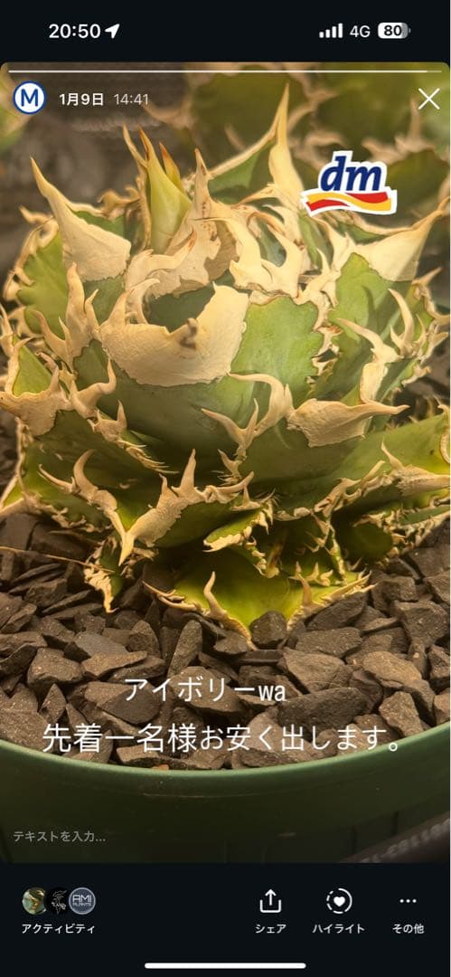 マ*ャ様 アガベ　ivory wa 子株