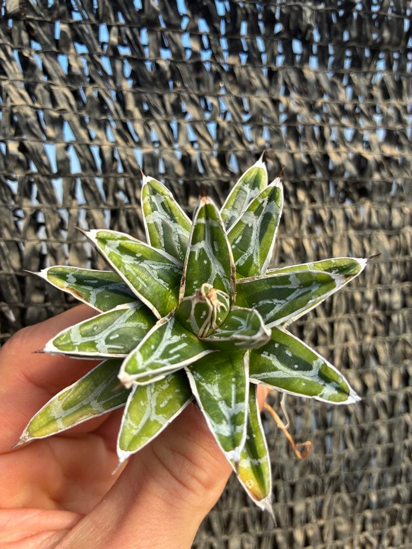 アガベ 姫笹の雪　ライムグリーン斑入り　変わり斑