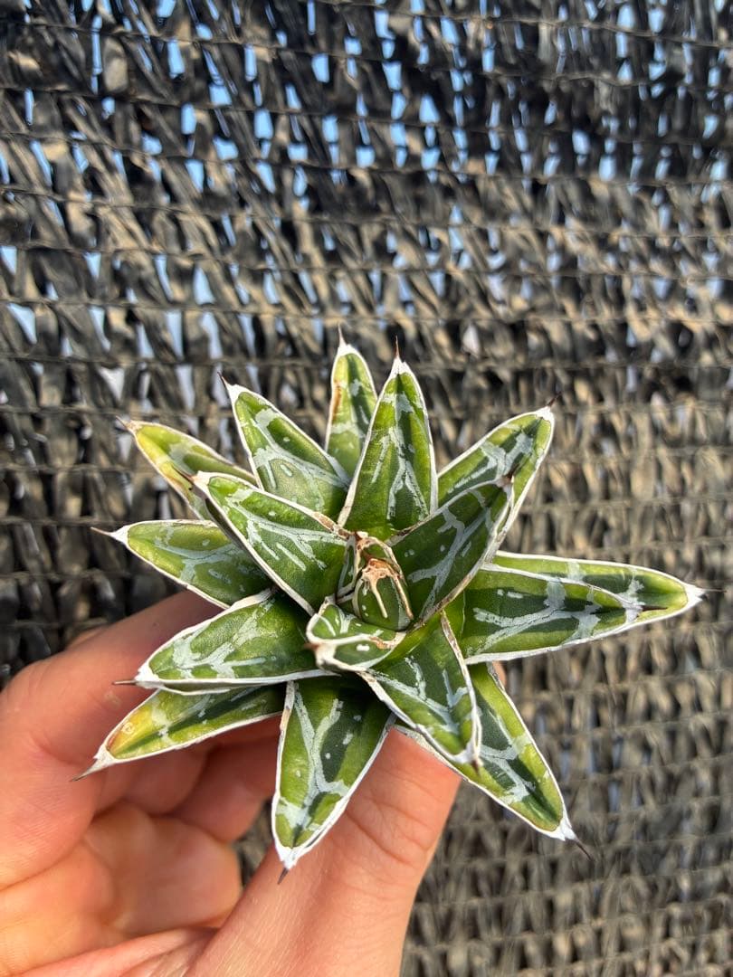 アガベ 姫笹の雪　ライムグリーン斑入り　変わり斑