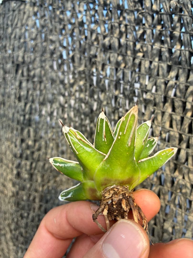 アガベ 姫笹の雪　ライムグリーン斑入り　変わり斑