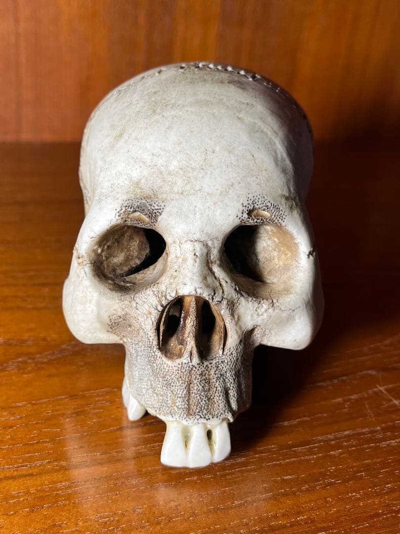 髑髏　骸骨　スカル　野晒し　陶器　昭和　骨董　アンティーク　ビンテージ　中