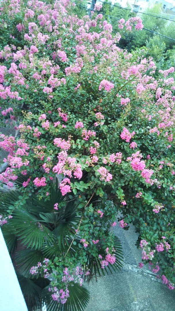 ペルシャ絨毯の 虎の敷物