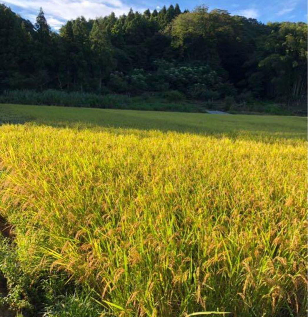 taco お米 10kg ほか