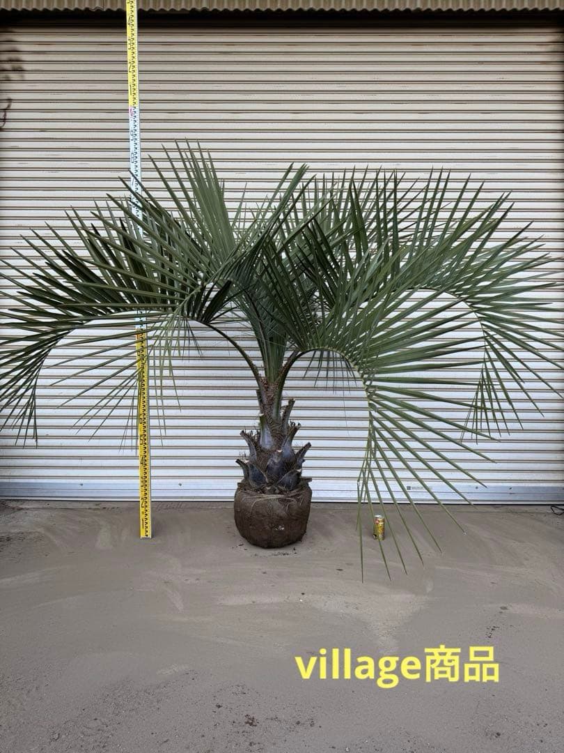 送料込み　ココスヤシ　シルバーリーフ　形状良　幹極太　庭木　シンボルツリー