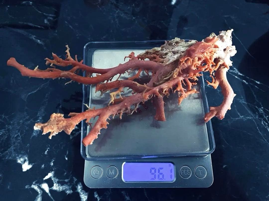 本珊瑚　桃珊瑚　置物珊瑚原木　宝石珊瑚　サンゴ　コーラル　ルース　重さ96g