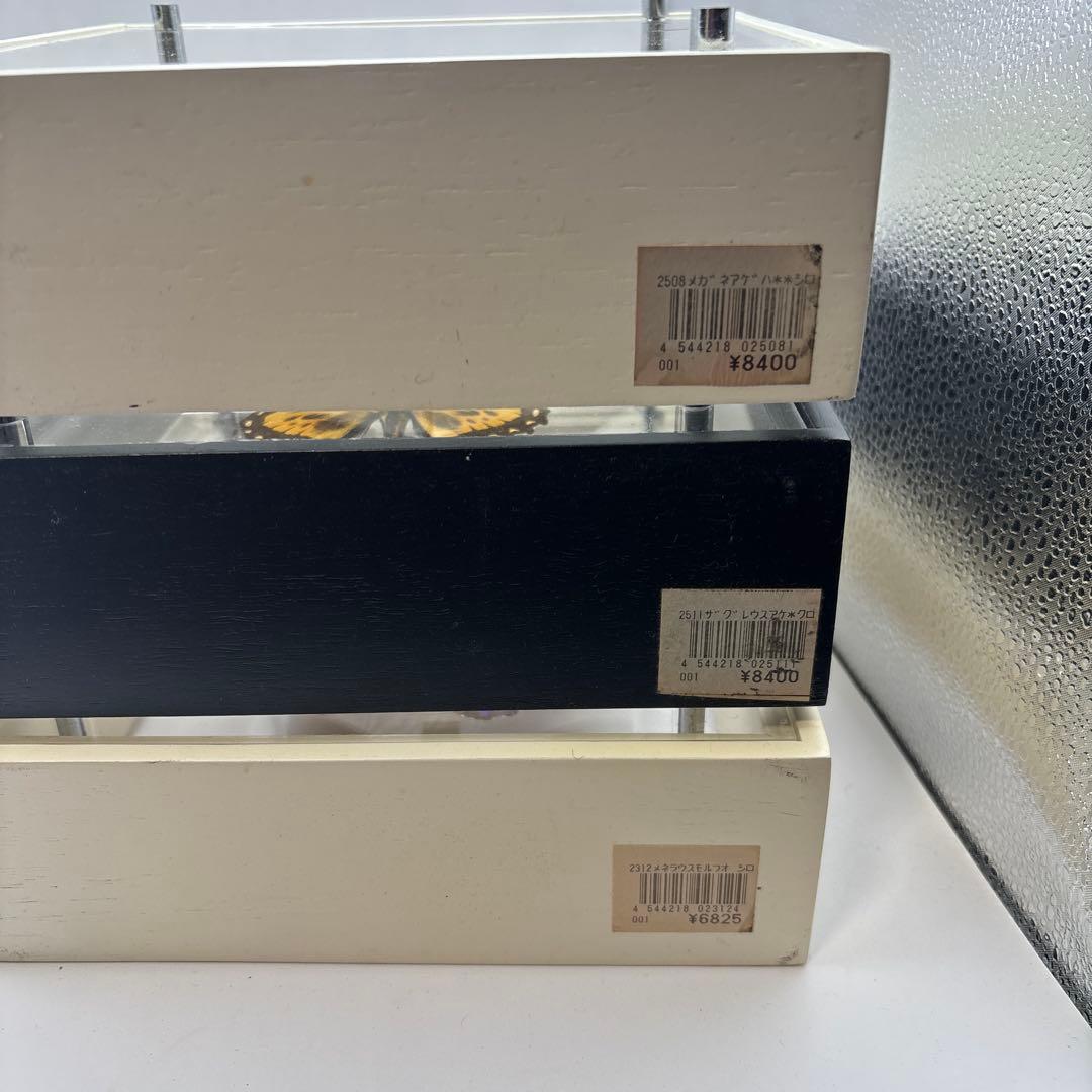 蝶の標本 3点セット