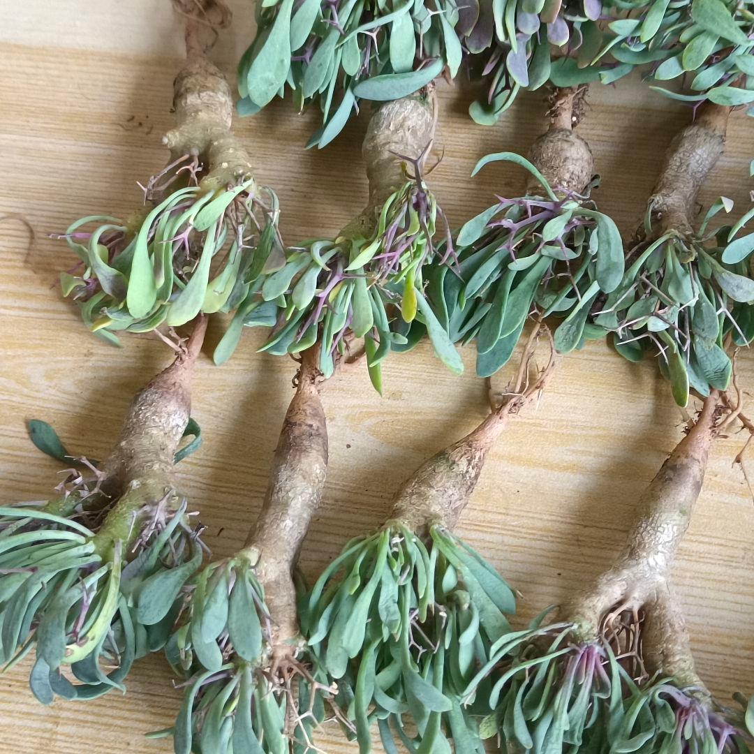 F731 黒鬼城 オトンナ ユーフォルビオイデス コーデックス 実生20株同梱