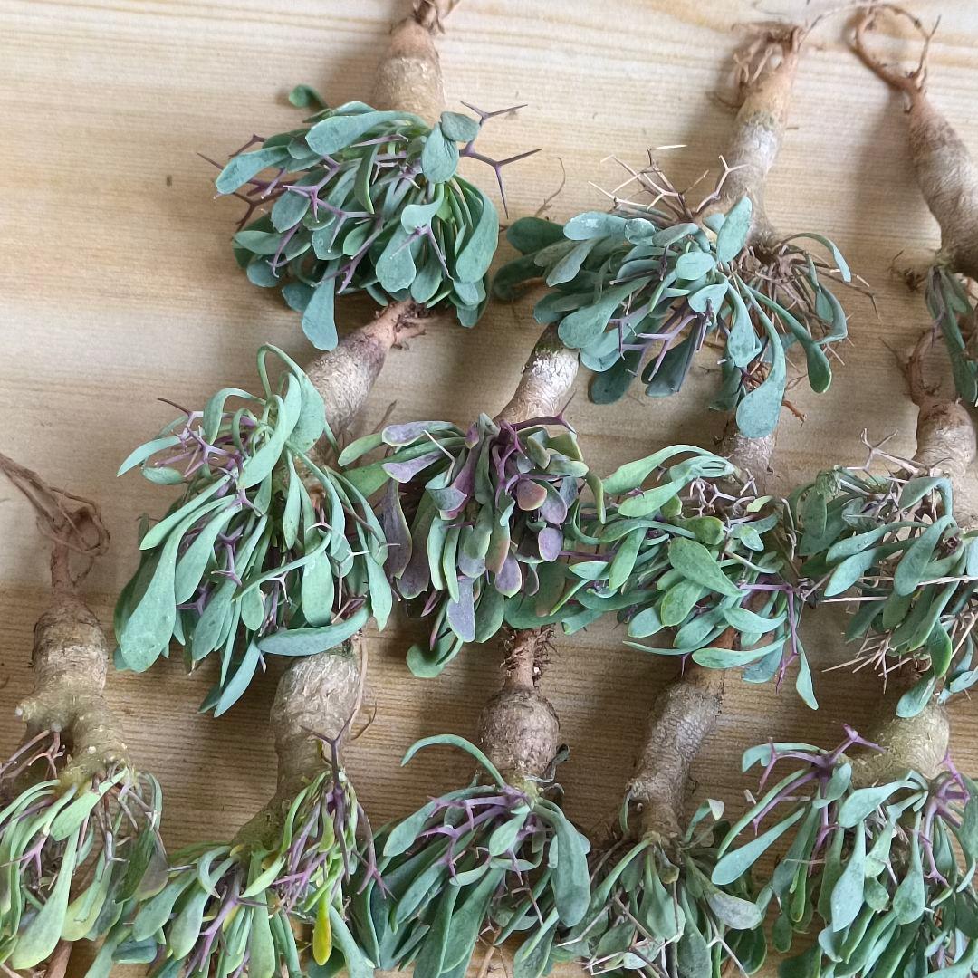 F731 黒鬼城 オトンナ ユーフォルビオイデス コーデックス 実生20株同梱