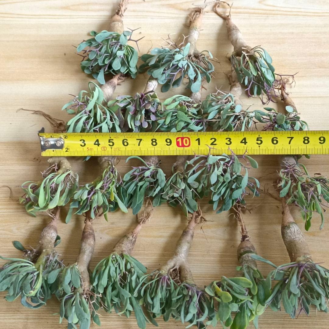 F731 黒鬼城 オトンナ ユーフォルビオイデス コーデックス 実生20株同梱