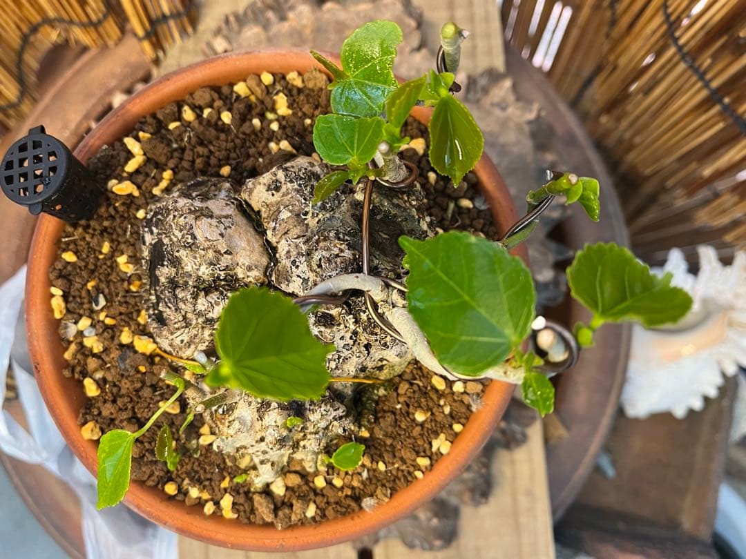 ✨✨✨オキナワイボオオハマボウ【◎良品素材】検/ハート葉happy♪セール♪