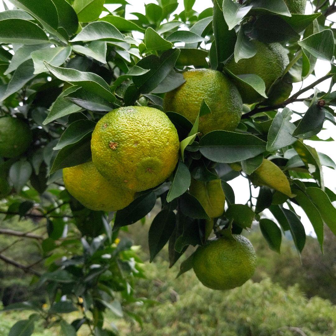鍋に最高！ゆず１５kg（愛媛県産）。柚子ポン酢、柚子胡椒、うどん、そば、焼酎に◎