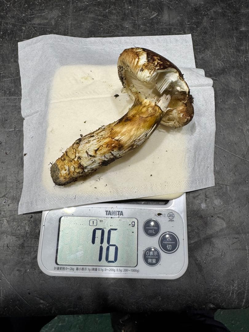 今季最後　岐阜県産　国産　松茸　300g　クロネコクール便着払い