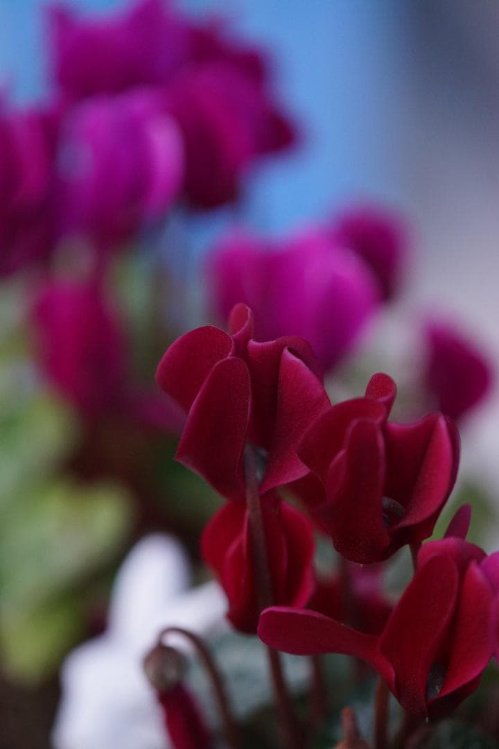 TAMRON AF 180mm F3.5 MACRO Sony Aマウント　美品