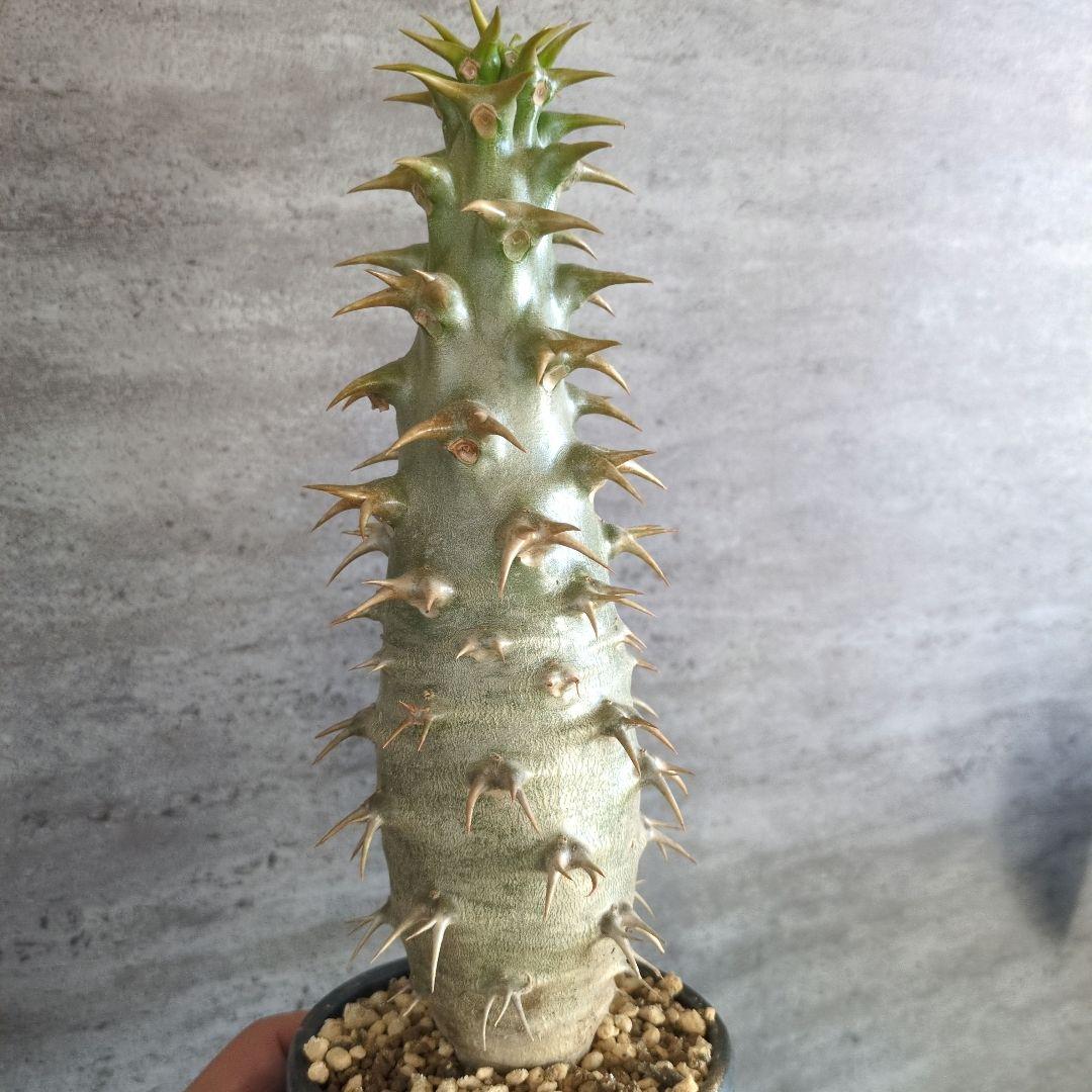 と*さ様 パキポディウム　アンボンゲンセ　特大株　白肌　コーデックス　塊根植物