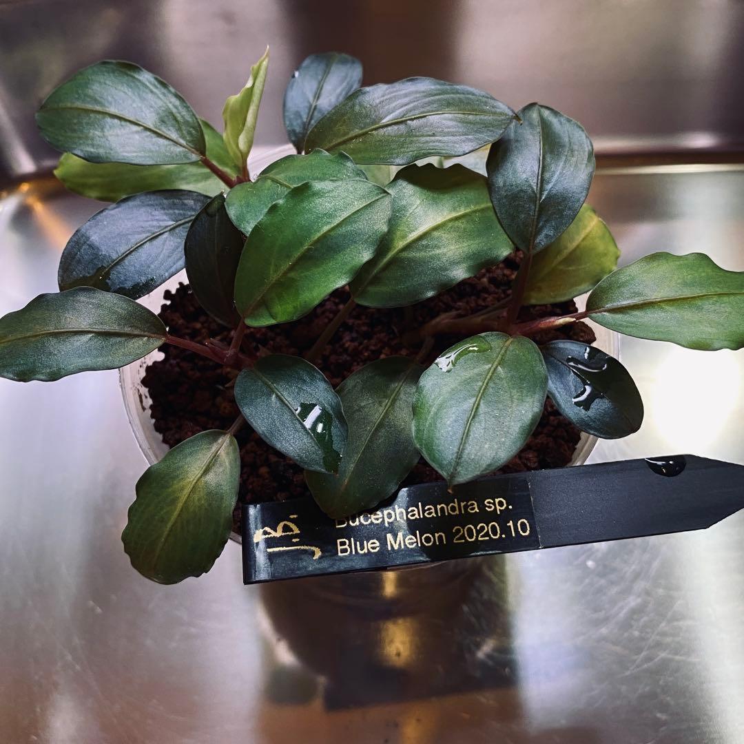 Bucephalandra sp.Blue melon ブルーメロン タグ付き