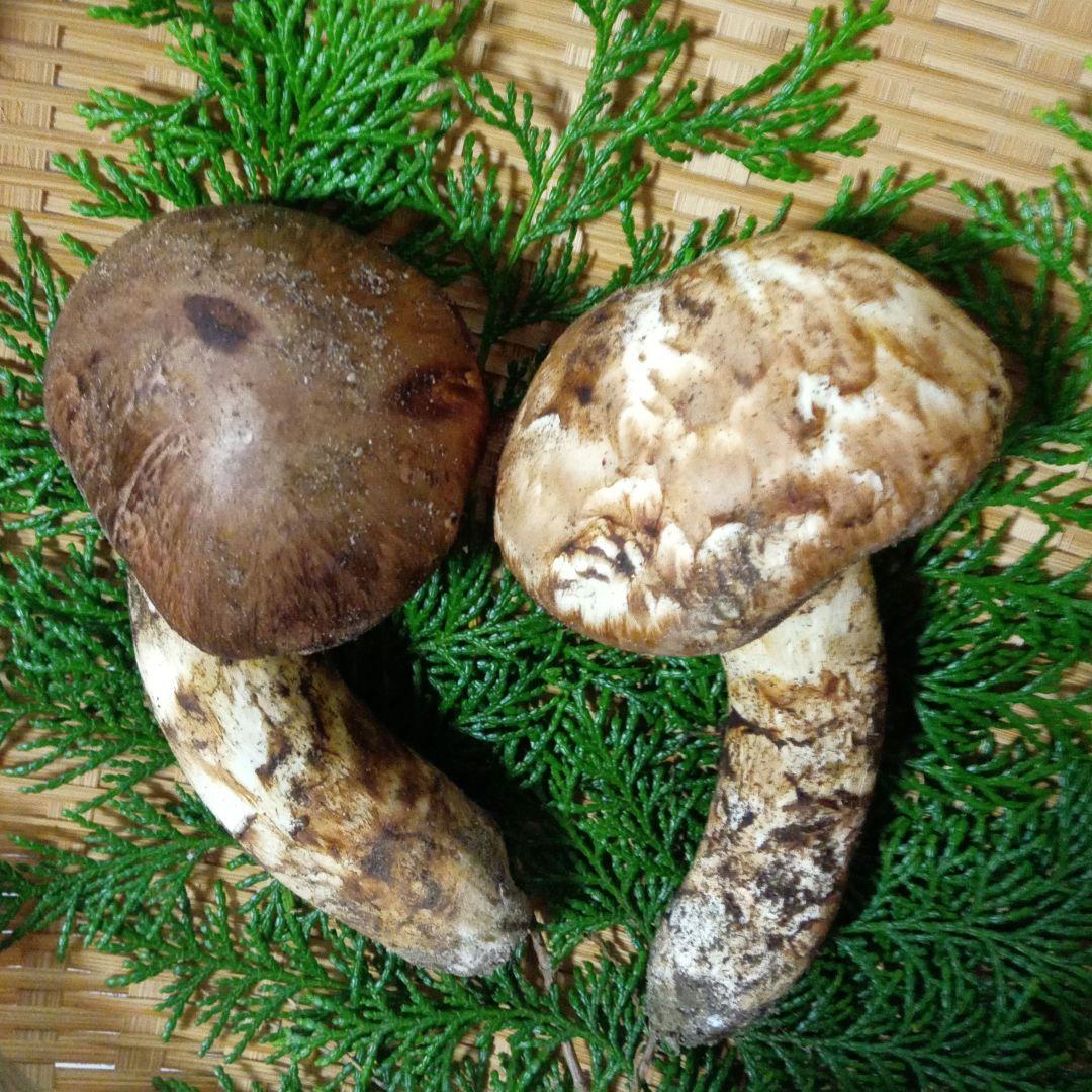 長野県産　松茸　229g