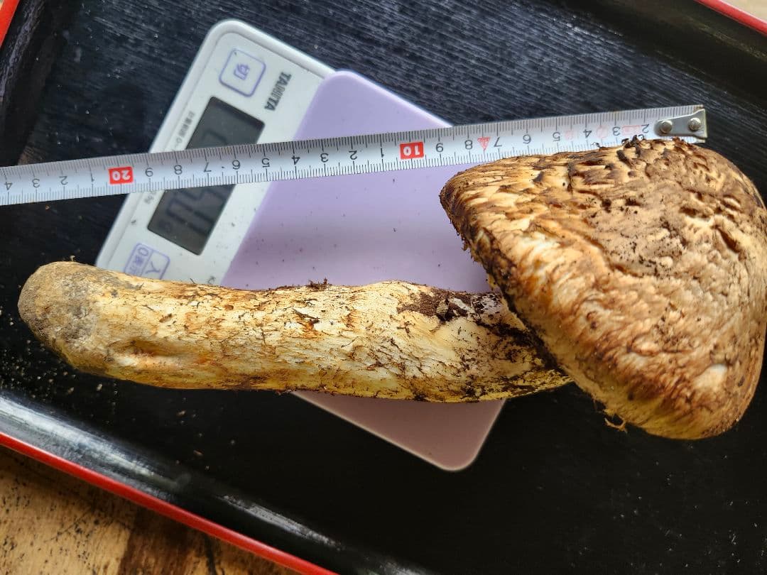 長野県　松茸　栂松茸　大きい