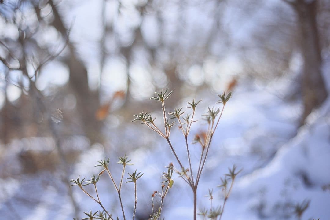 HELIOS-44M-4 58mm F2 《KMZ製》 【良品】