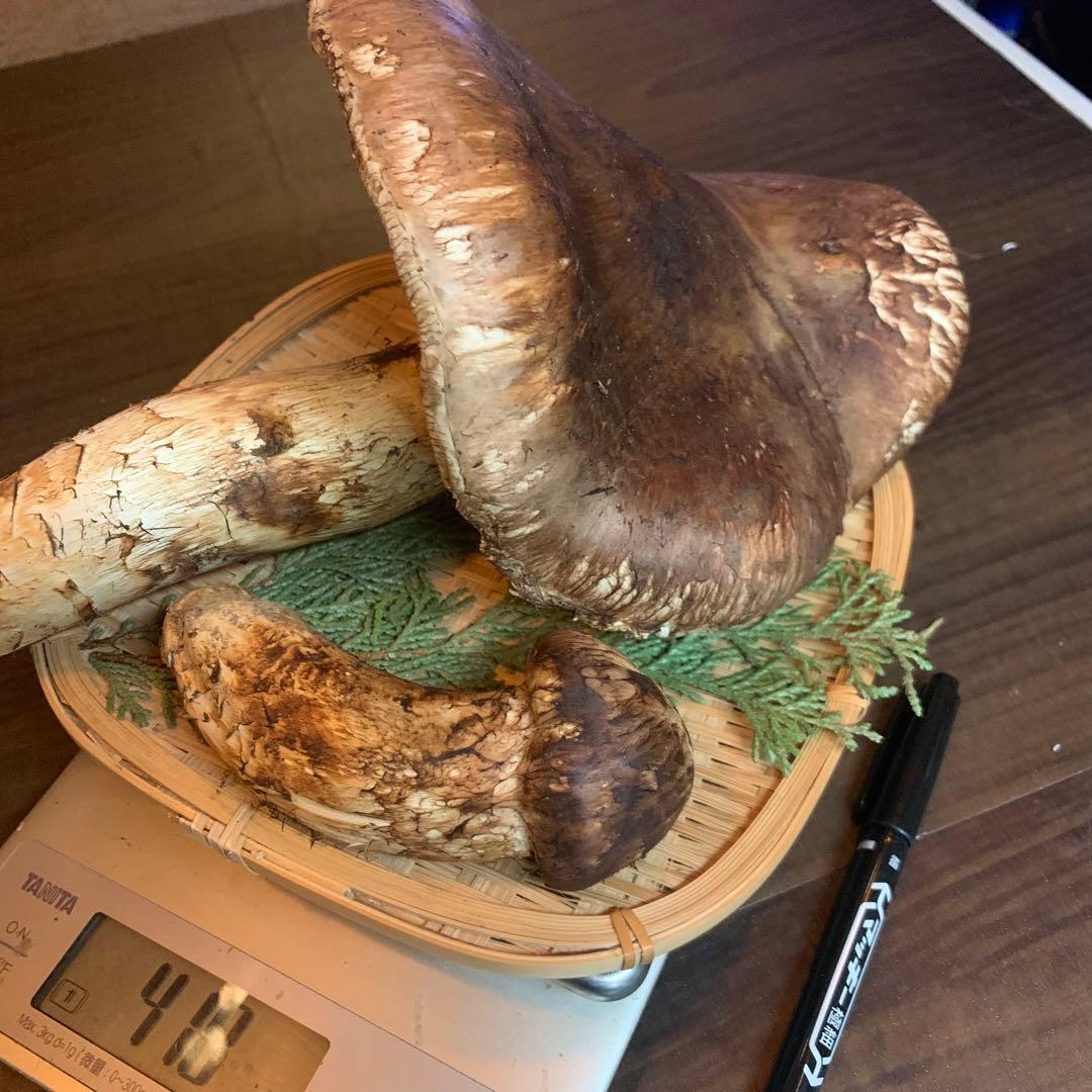 【岩手県産天然松茸】収穫最終　国産本場　つぼみ　開き　採れたて　410g