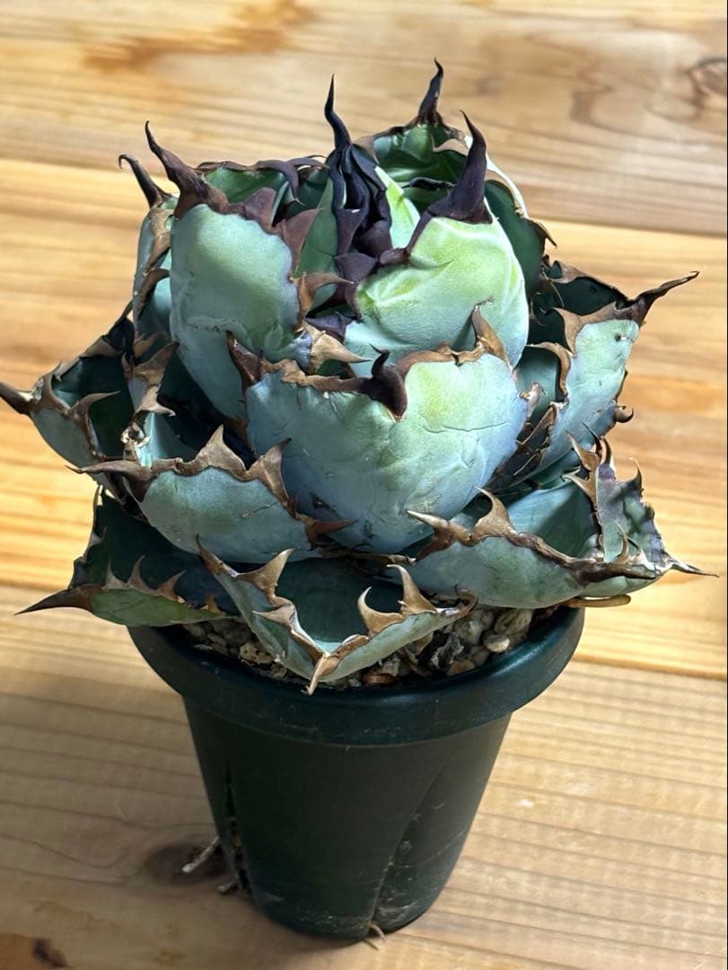 Black&Blue 〜Blue ball〜 シンプルに良血統　チタノタ