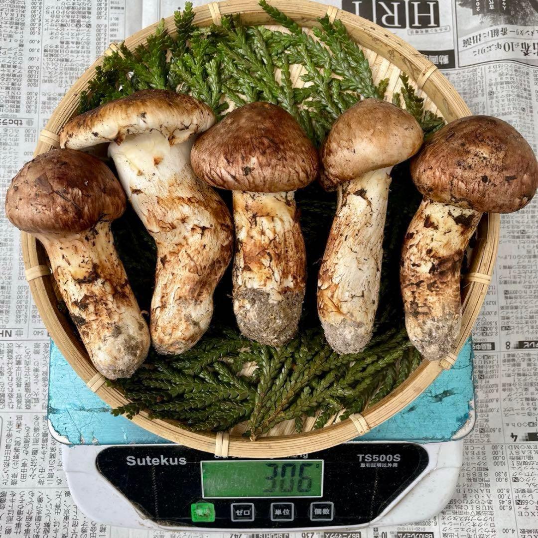 天然きのこ 松茸 国産 極上‼️ マツタケ まつたけ 大自然の凛さん採取その179
