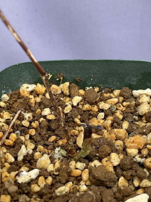 m*o様 タデスミレ　山野草