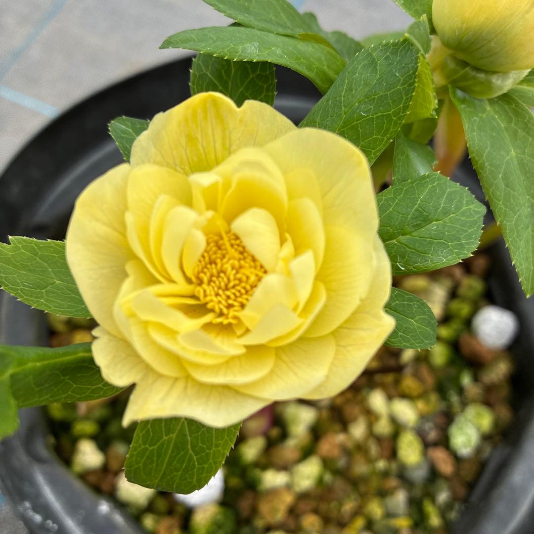 専用になります。