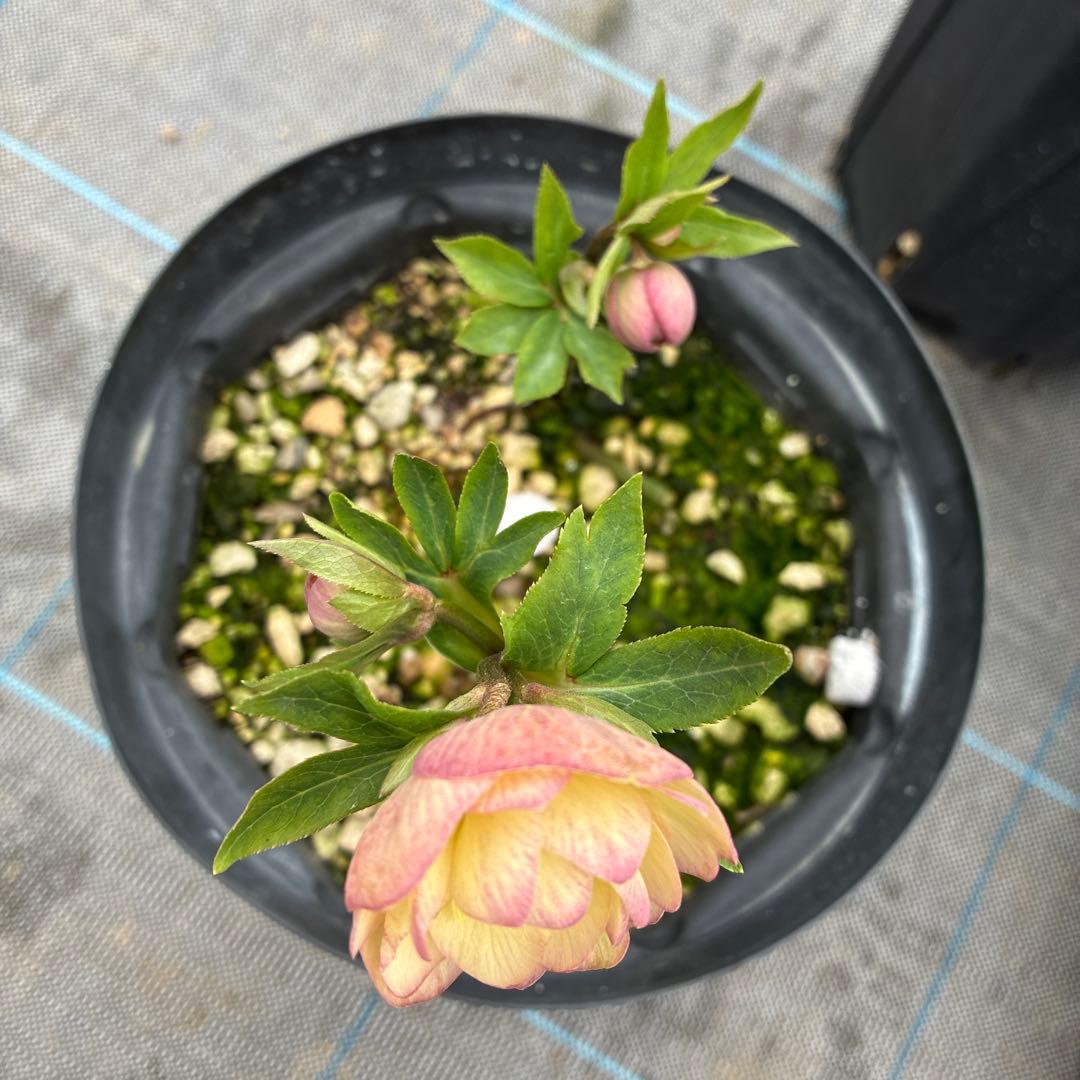 専用になります。