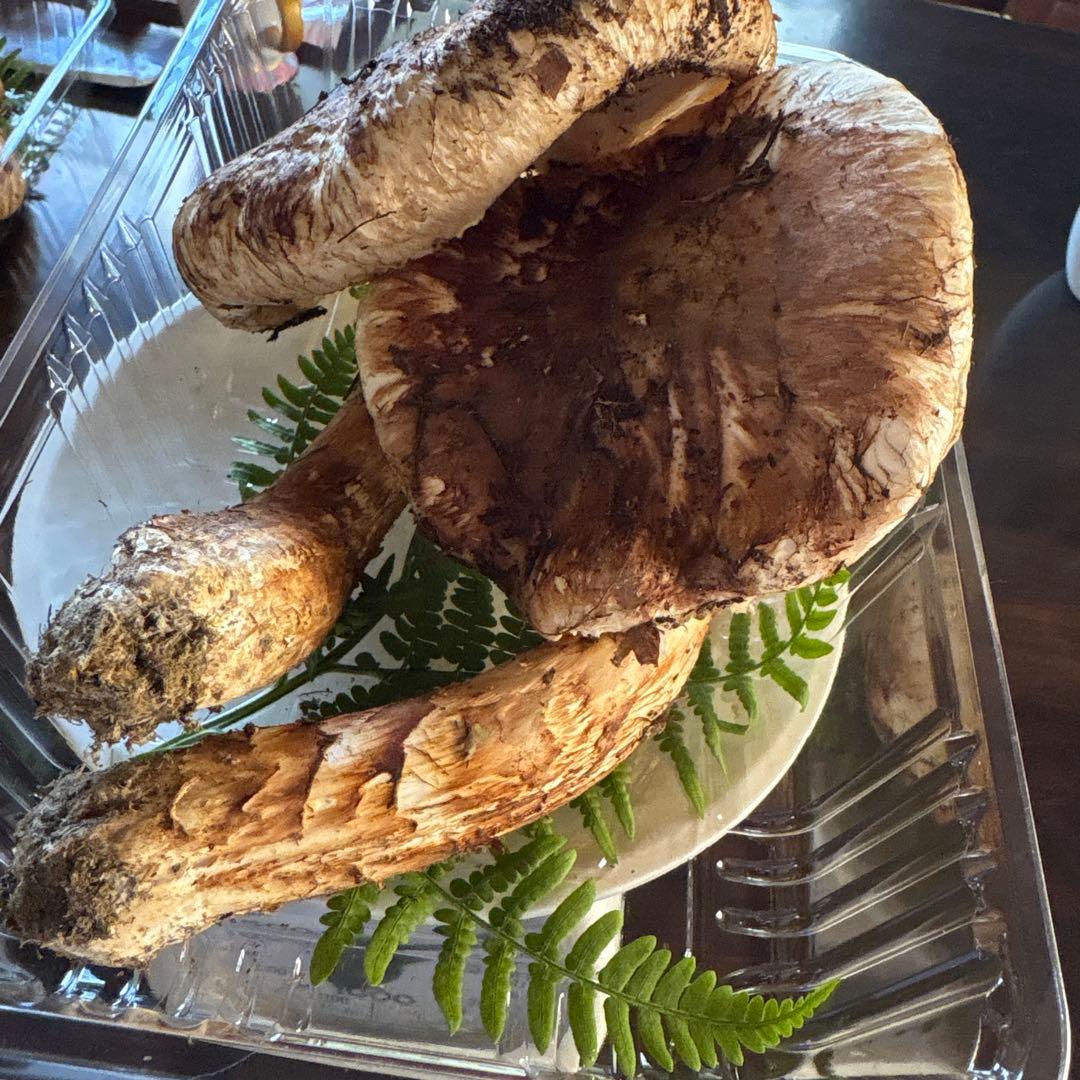 【訳あり】松茸　250g 信州長野県産