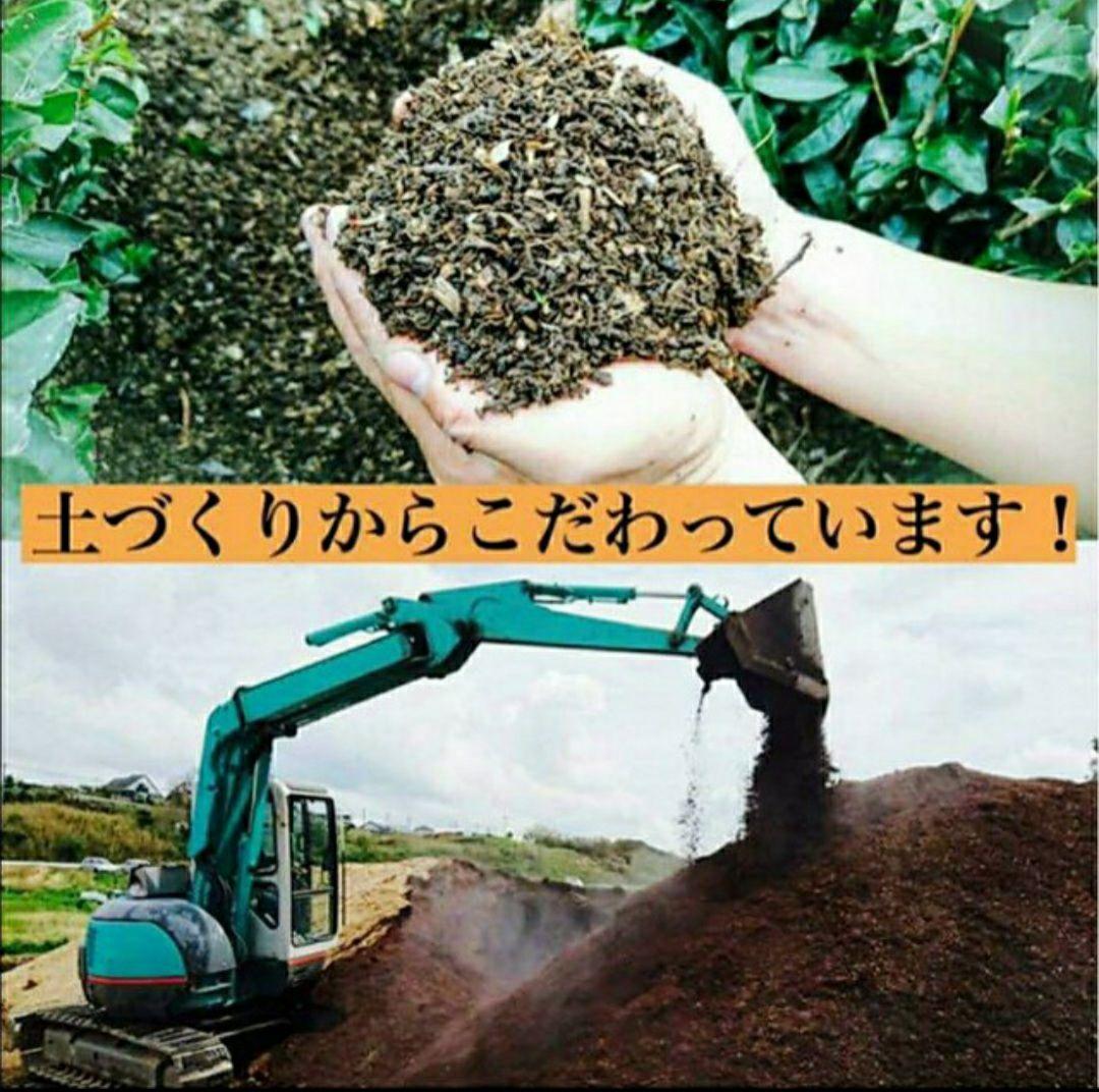 えぷすんじぇ！ 新茶自園の銘茶6袋、新茶くき茶3袋