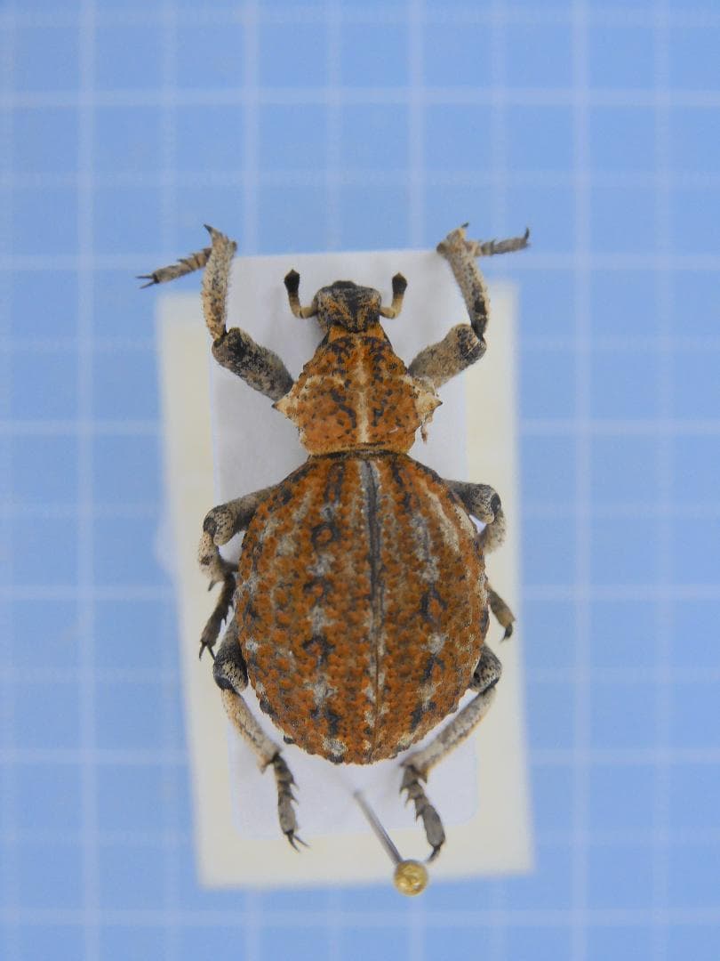 アンゴラ産　オオタマゾウムシ　21mm