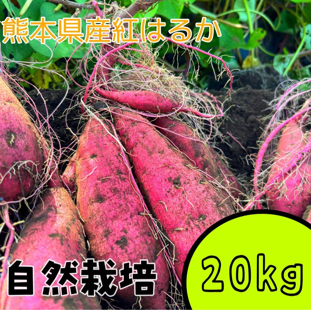 熊本県産さつまいも 紅はるか 自然栽培 20kg