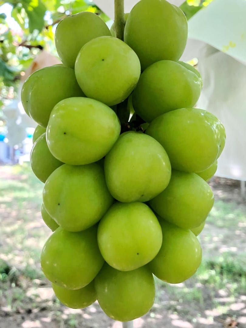 #3 富士の輝き　サンシャインレッド　マイハート　シャインマスカット 他3kg